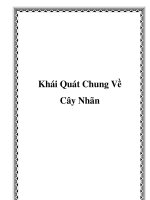 Khái Quát Chung Về Cây Nhãn pot