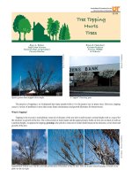 tree topping hurts trees