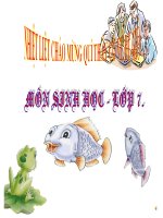 Cấu tạo trong của cá chép ( dự bồi dưỡng )