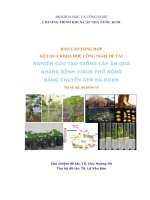 Báo cáo khoa học :Nghiên cứu tạo giống cây ăn quả kháng bệnh virus phổ rộng bằng kỹ thuật chuyển gen đa đoạn