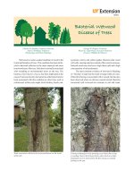 bacterial wetwood disease of trees