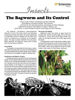the bagworm and its control