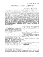 Giải phẫu vạt gian cốt cẳng tay sau pot