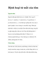 Bệnh hoại tử mắt của tôm pdf