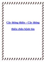 Cây thông thiên – Cây thông thiên chữa bệnh tim pot