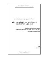bảo tồn và lưu giữ nguồn gen cây nguyên liệu giấy (giai đoạn 2 của đề tài năm 2008)