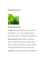 Kỹ thuật trồng chè cành potx