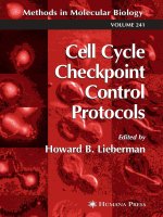 cell cycle checkpoint control protocols