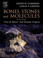 bones stones and molecules-out of africa and human origins