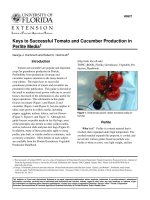 vegetables. growing tomatoes and cucumbers in perlite