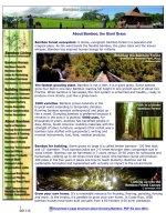 bamboo growing. the giant grass