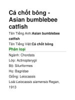 Cá chốt bông-Asian bumblebee catfish potx