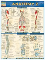 barcharts quickstudy anatomy vol 2