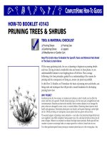 pruning trees and shrubs