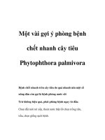 Một vài gợi ý phòng bệnh chết nhanh cây tiêu ppt