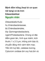 Bệnh đốm trắng (hoại tử cơ quan nội tạng) cá da trơn Edwardsiellosi pptx