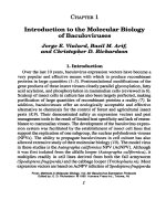 baculovirus expression protocols