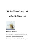 Kẻ thù Thanh Long xuất khẩu: Ruồi đục quả doc