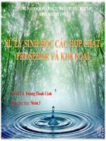 Xử lý sinh học các hợp chất Phospor và kim loại pdf