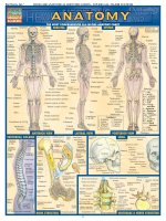barcharts quickstudy anatomy vol 1