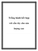 Trồng hành kết hợp với cần tây cho sản lượng cao doc