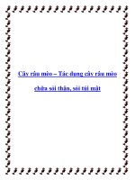 Cây râu mèo – Tác dụng cây râu mèo chữa sỏi thận, sỏi túi mật ppt