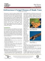 anthracnose. a fungal disease of shade trees