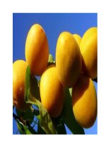 Thuốc quý từ “mơ” pdf