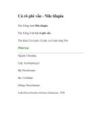 Cá rô phi vằn - Nile tilapia doc