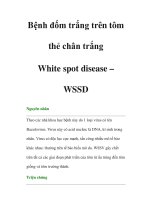 Bệnh đốm trắng trên tôm thẻ chân trắng-White spot disease pot