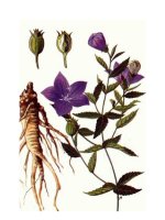 Dược thiện trị viêm thanh quản doc