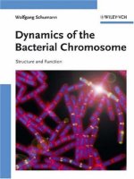 schumann - dynamics of the bacterial chromosome - structure and function (wiley, 2006)
