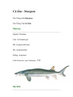 Cá tầm - Sturgeon ppt