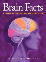 brain facts a primer on the brain and nervous system - the society for neuroscience