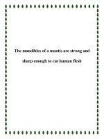 The mandibles of a mantis are strong and sharp enough to cut human flesh potx