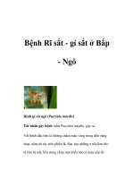 Bệnh Rĩ sắt - gỉ sắt ở Bắp - Ngô pptx