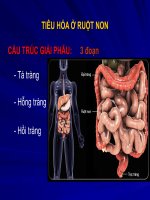Tiêu hóa ở ruột pptx
