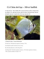 Cá Chim dơi bạc – Silver batfish ppt
