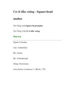 Cá rô đầu vuông - Square-head anabas docx
