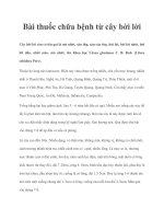 Bài thuốc chữa bệnh từ cây bời lời doc