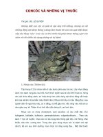 CON CÓC VÀ NHỮNG VỊ THUỐC
