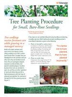 tree planting procedure for small, bare root seedlings