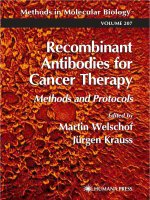 recombinant antibodies for cancer therapy, methods and protocols