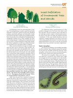 insect defoliators of ornamental trees and shrubs