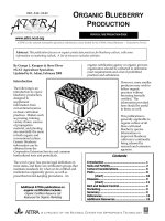 organic blueberry production