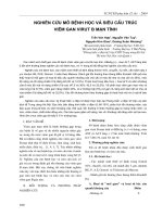 Nghiên cứu mô bệnh học và siêu cấu trúc viêm gan virut B mạn tính pptx