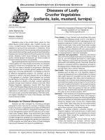 vegetables. diseases of leafy crucifer vegetables (collards, kale, mustard, turnips)