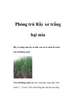 Phòng trừ Rầy xơ trắng hại mía pdf
