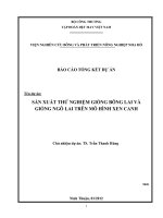 sản xuất thử nghiệm giống bông lai và giống ngô lai trên mô hình xen canh