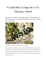 Cá cảnh biển: Cá mập vằn Và Cá Tầm long – Sterlet pot